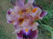 Iris Provence Visite jardin d'Iris fleur