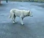 chien aime musique techno