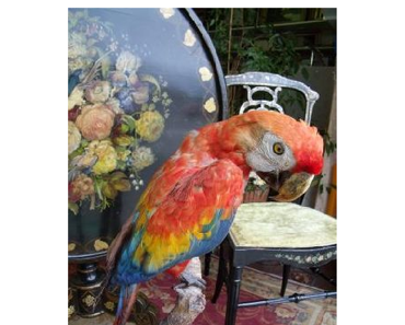 Machado, un drôle d'oiseau