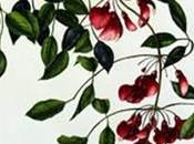 belles voyageuses Colette Angeletti, aquarelliste botaniste