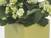 nouveau kalanchoé: More Flowers Paris