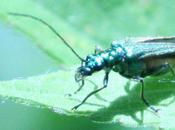 Oedemera nobilis