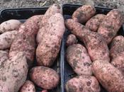 semences pommes terre résistantes mildiou