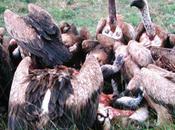 Cameroun après l'élimination, vautours