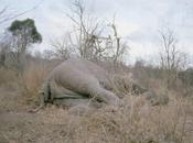 éléphant dépecé Zimbabwe