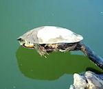 sauvetage d'une tortue