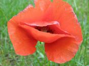 Coquelicot (Guillevic)