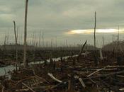 Sinar détruit forêts tropicales indonésiennes pour produire papier