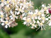 Fleurs d'été