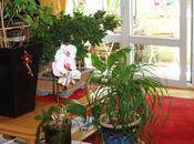 plantes apportent sentiment sécurité