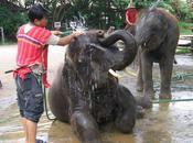 Virunga Thaïlande éléphants leur trompes (reportage vidéo)