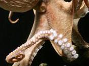 Ultra-confidentiel mémé Kamizole dévoile cache derrière Paul Poulpe