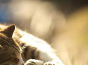 Petits plaisirs estivaux