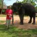 Trekking avec sans éléphant Laos