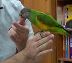 perroquet bien dressé