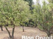 feuilles passent vert brun