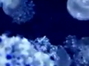 méduse animal unique genre