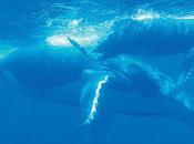 baleines arrivent Polynésie