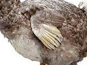 bibo dodo
