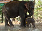 Thaïlande région Surin naissance jumeaux éléphants