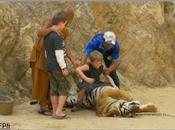 Thaïlande: faut-il, non, visiter temple tigres (vidéos)