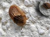 cassides, cousines Coccinelles dans classification