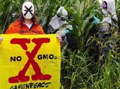 Italie champ d’OGM illégal quarantaine Greenpeace