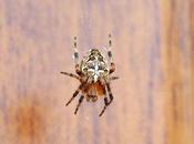 petite épeire centre toile orbiculaire