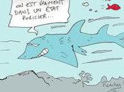 requin guitare fait bruit