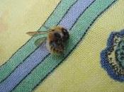 Chasseur d'insectes identification