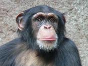 Etudier pharmacopée chimpanzés