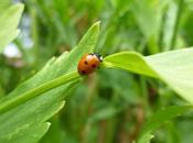 Coccinelle, demoiselle, bête Dieu...