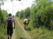 Metzeresche: marche très vache, mais uniquement!