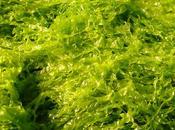 micro algue l’avenir dans biocarburants