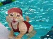 Saint-André mini piscine olympique