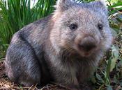 Dire vous pourriez écrire papier crotte wombat...