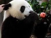Gardien Pandas, vous tente Participez concours centre Chengdu