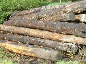Timide reprise l'export filière bois