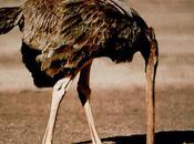 L'autruche, l'ennemi rétention