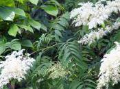 Asimina, Pterostyrax Poliothyrsis