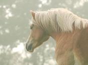 chevaux chiens