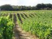 Découverte vignoble Ajaccien-Clos Ornasca matin 10h30 Eccica Suarella