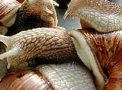 Généalogie mouvements politiques Décroissance France