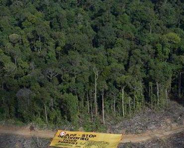 Bonne nouvelle : Burger King n’achètera plus d’huile de palme à Sinar Mas
