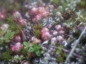 Essai LENSBABY comment transformer votre reflex jouet pour grand enfant