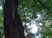 arbre berlinois