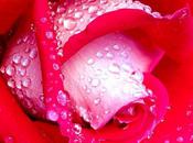 perles rose (Gilbert Saint-Pré)