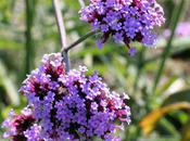 Verbena bonariensis