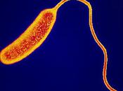 choléra fait morts Cameroun