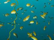 l'imagination poissons